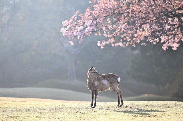 1650542991-deer-ga67b9273b_640