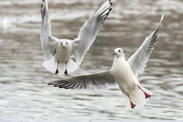 1650770292-seagulls-g0b3d2f93f_640