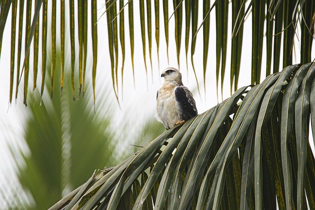 1650856214-black-shouldered-kite-g7f7b5a785_640