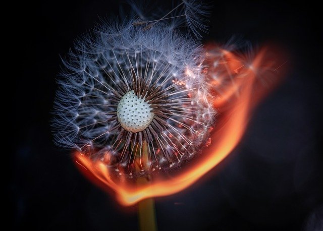 1656841497-dandelion-g65cc41c12_640