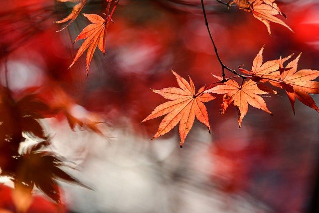 1663503235-autumn-g2cae349bf_640