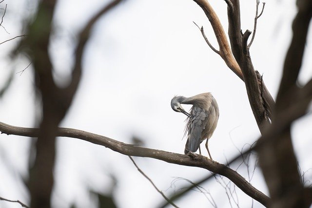 1665139926-white-faced-heron-gd832d14b7_640