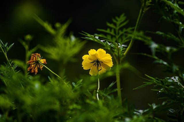 1666000490-yellow-flower-g752a76782_640