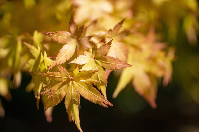 1666069442-maple-leaves-g07c935bcd_640