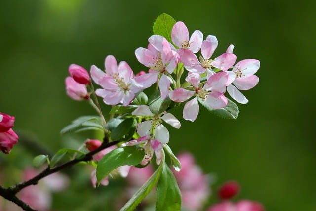 apple-blossom-8680900_640