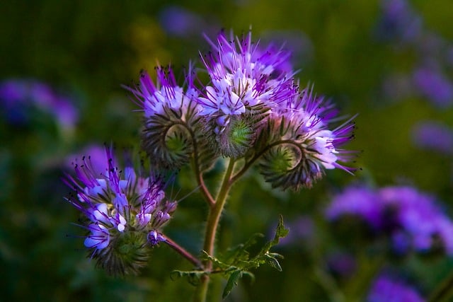 blue-phacelia-7890014_640