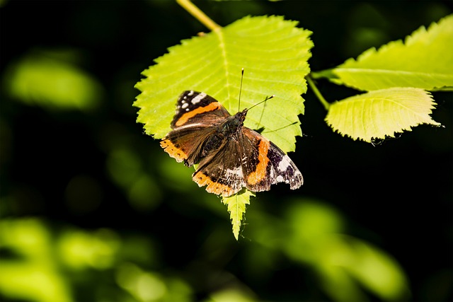 butterfly-sitting-on-a-leaf-g728a2bcc9_640