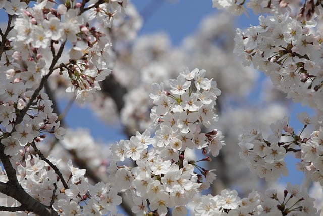 cherry-blossom-gf071dd00f_640