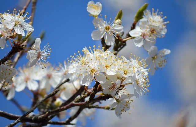 cherry-blossoms-8649830_640