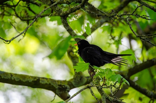 common-blackbird-8693775_640