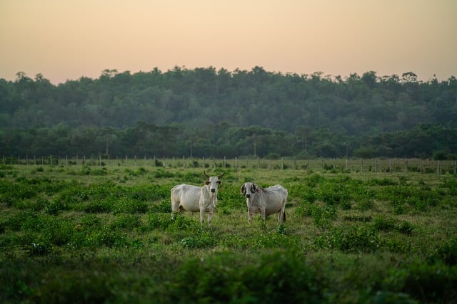 cows-8497701_640