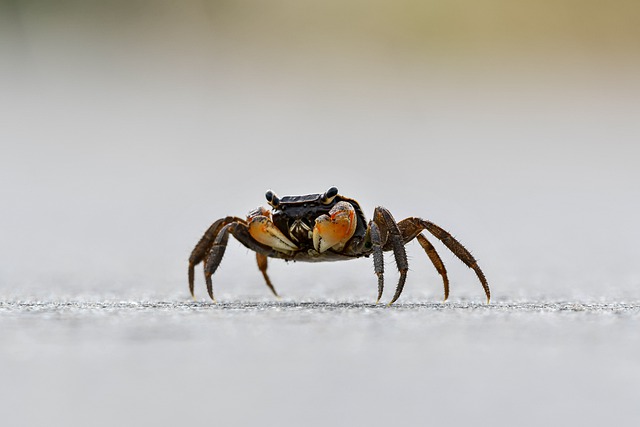 crab-g76e373cb8_640