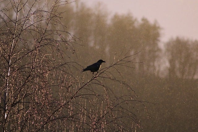 crow-8626517_640