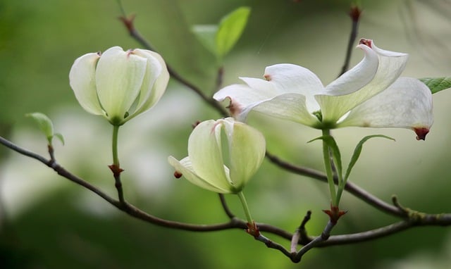 dogwood-gcfbec9bdc_640