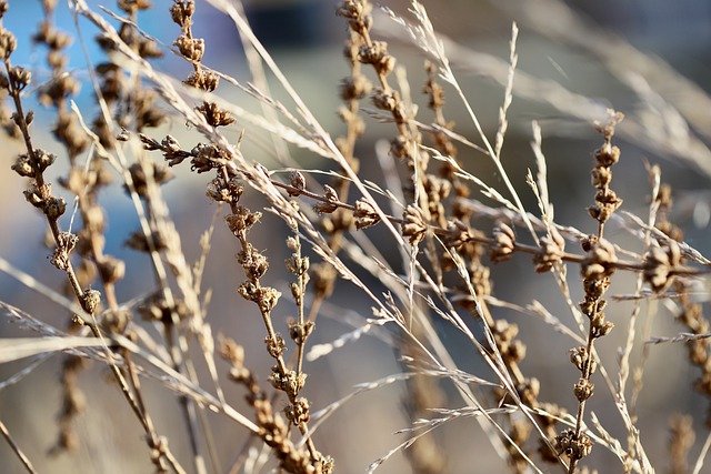 dried-flowers-g5070434f2_640