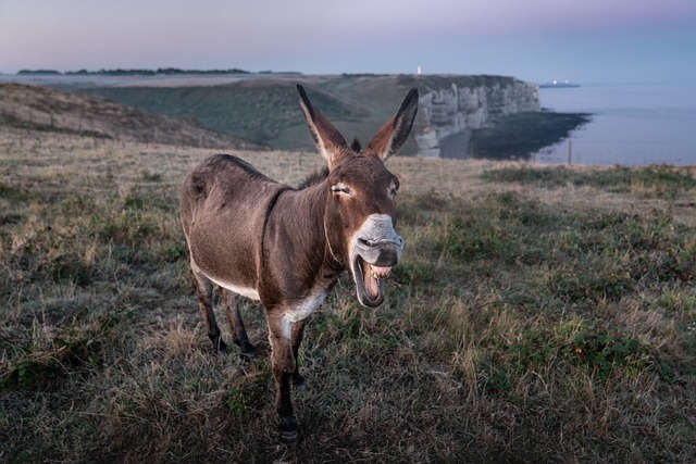 etretat-4506073_640