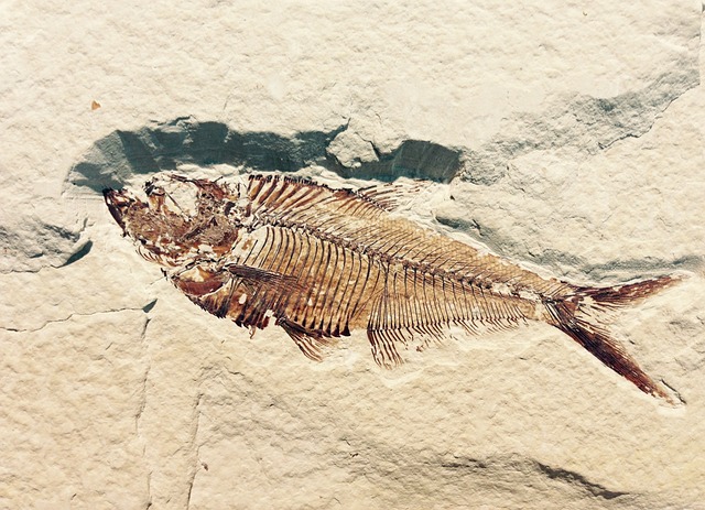 fossil-514980_640