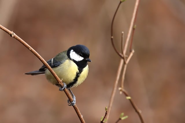 great-tit-8629045_640