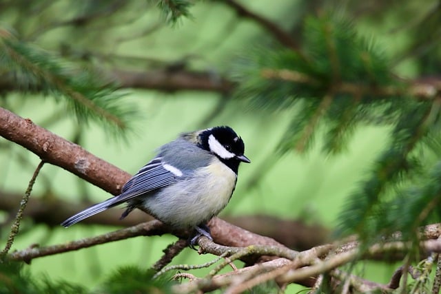 great-tit-8668718_640