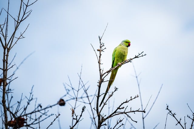 green-parrot-8578207_640