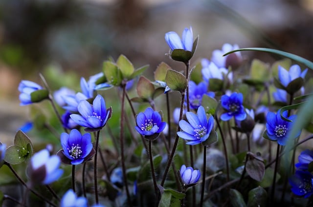 hepatica-8648077_640