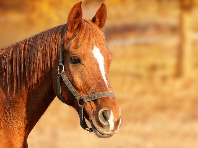 horse-1201143_640