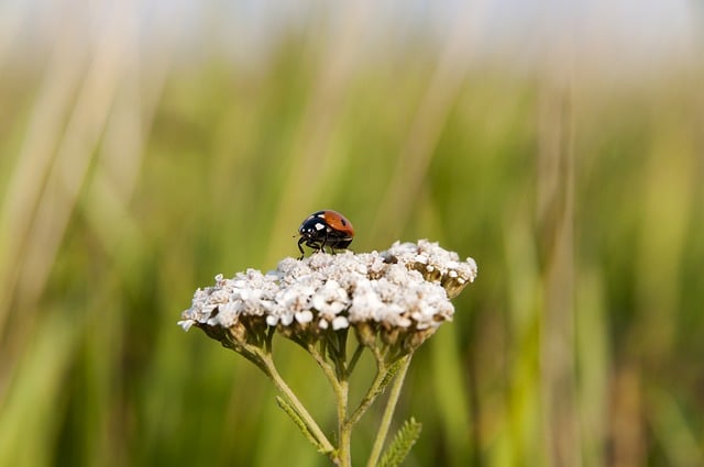 ladybug-8491654_640