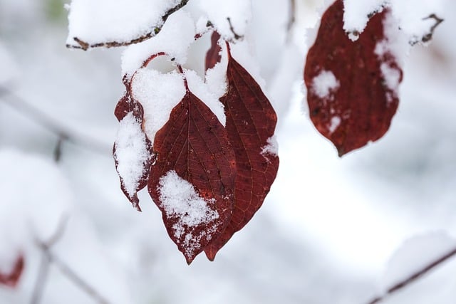 leaves-gbccd2652b_640