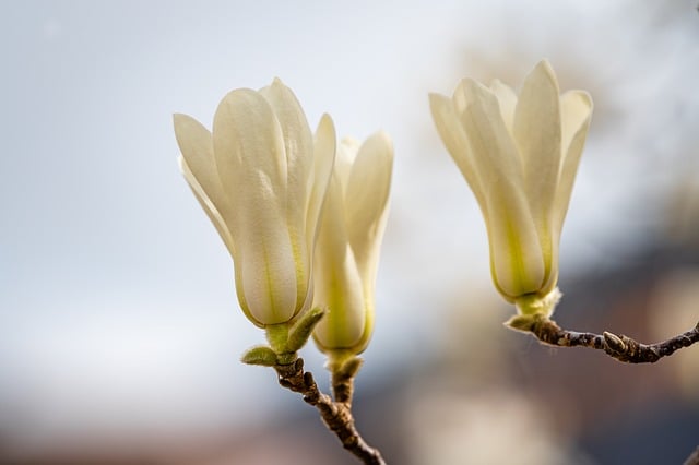 magnolia-8609276_640-1