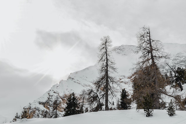 pexels-eberhard-grossgasteiger-1303582