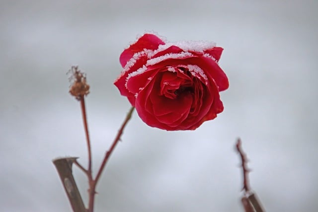 rose-g6b855d599_640