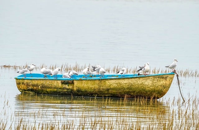 seagulls-8583786_640