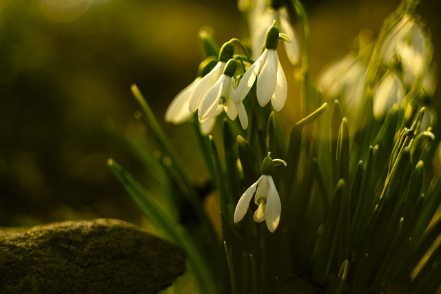 snowdrop-g1aefb1b04_640