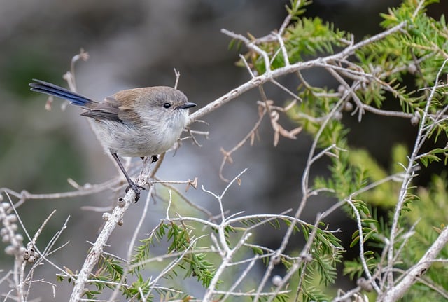 superb-fairywren-g9fc53d4f9_640