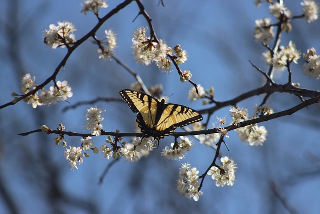 swallowtail-g7f3b3d6e8_640