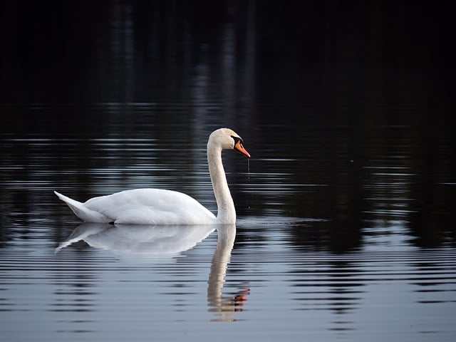 swan-8581483_640