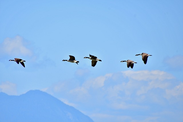 wild-geese-formation-4432986_640