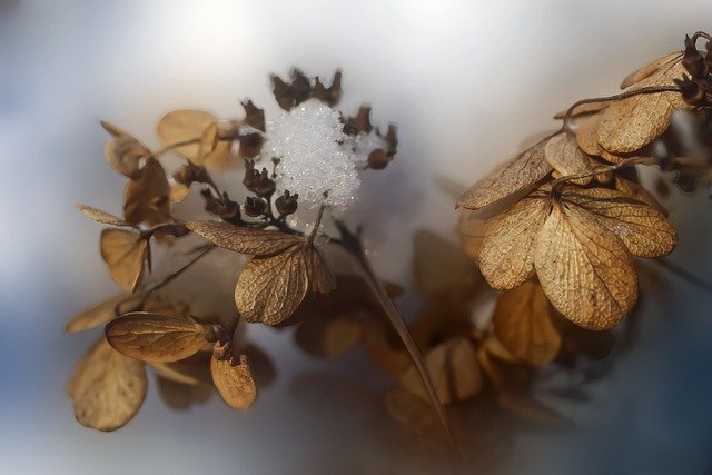 dried-hydrangeas-g50f6242f5_640